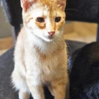 Zuckerschnute Cinnamone, Kater zur Adoption
