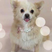 Raya, eine liebe 6-jährige spitz dame, Hündin zur Adoption