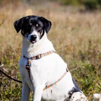 Belka 3 Jahre alt, eine perfekte 2. Hund, Hündin zur Adoption