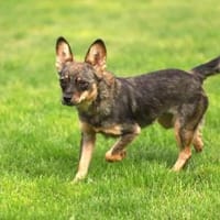 Toffee - Dorfprinzessin, Hündin zur Adoption