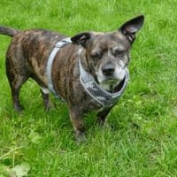 Henry sucht ein neues Zuhause, Hund zur Adoption