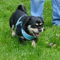 Fritz sucht ein neues Zuhause, Hund zur Adoption