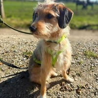 Layla - Einzelprinzessin, Hündin zur Adoption