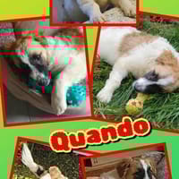 Hübscher Quando auf Pflegestelle!, Hund zur Adoption