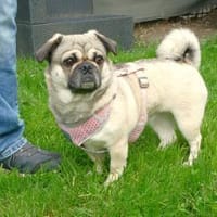 Rosi sucht ein neues Zuhause, Hündin zur Adoption