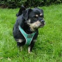 Hannes sucht eine neues Zuhause, Hund zur Adoption