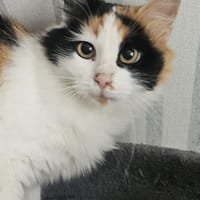 FLOWER, Katze zur Adoption