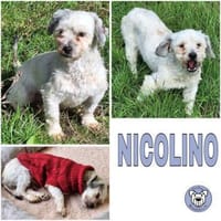 NICOLINO -idealer Familienhund-, Hund zur Adoption