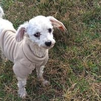 Nevada sucht Wärme, Hündin zur Adoption