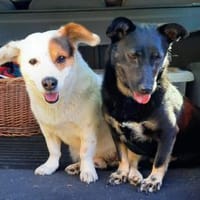 Flecki & Yummi 💗 in 19336 Groß Lüben, Hund zur Adoption