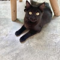 Langhaariges Katzenmädchen Tara, Katze zur Adoption