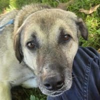 Zauberhafte YONA, Hündin zur Adoption