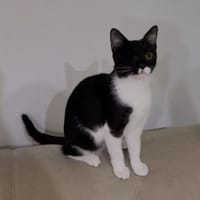Piratin Anne Bonny sucht sicheren Hafen, Katze zur Adoption