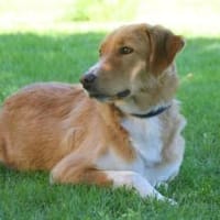 Nina - hübsche Griechin auf der Suche, Hündin zur Adoption