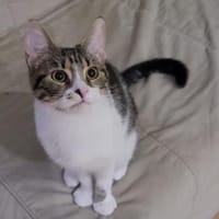 Liebe Zoia sucht behütetes Zuhause, Katze zur Adoption