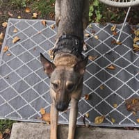 tolle Hündin, Frida, 1,5 Jahre, 19kg, Hündin zur Adoption