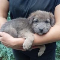 Leni 33 cm (Okt 25) Pflegestelle, Hündin zur Adoption