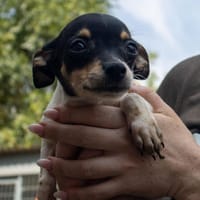 Pompom, verspielter kleiner Chihuahua, Hund zur Adoption