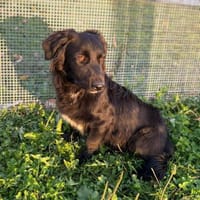 Herziger Hütehundmix Brigo sucht ..., Hund zur Adoption