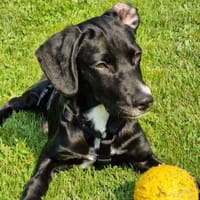 CHIARA - süße, liebenswerte Hündin, Hündin zur Adoption