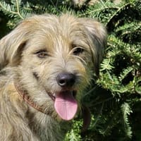 BARNEY: Der aufgeschlossene Schmusebär s, Hund zur Adoption