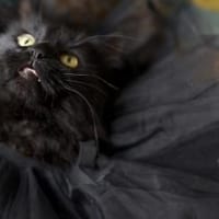 Ein schwarzer Lamborghini! Edler Prinz!, Kater zur Adoption