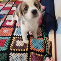 🐶 Cooper  neugieriger Beagle-Mix-Bub, Hund zur Adoption