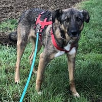 Zauberhafte Lila, Hündin zur Adoption