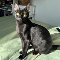 Emmo aus dem Tierschutz, Kater zur Adoption