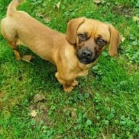 Süße Kuschelmaus Nyla, Hündin zur Adoption