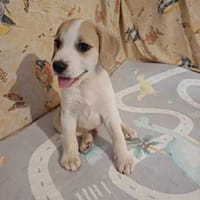 🐶 Buddy  fröhlicher Beagle-Mix-Bub, Hund zur Adoption