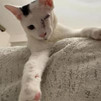 Zuhause,gesucht für Noulis, Kater zur Adoption