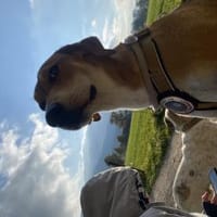 Zuhause gesucht für Junior, Hund zur Adoption