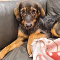 Zuhause gesucht für Fee, Hündin zur Adoption