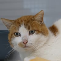 MARCEL, chat à adopter