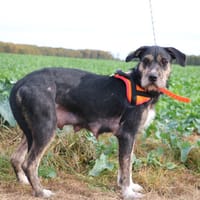 RAYA HAA24592, chienne à adopter