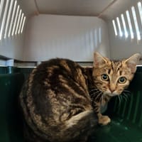 Clarinsse, chat à adopter