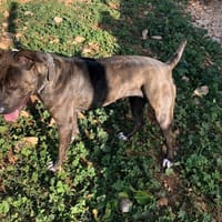 lilo, chienne à adopter