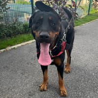 RANGERS HAA24650, chien à adopter