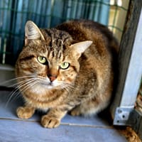 Peter, chat à adopter