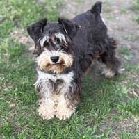 Winnie CAA14240, chienne à adopter