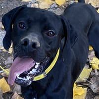 KEMURI, chien à adopter