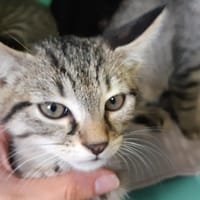 PABLO, chatte à adopter