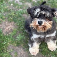 Tokyo CAA14241, chienne à adopter