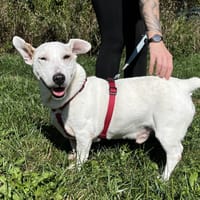 BOOKY VAA, chien à adopter