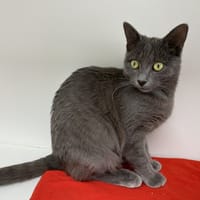 ROOK (réservée), chatte à adopter