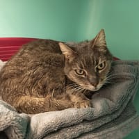 NINE C, chatte à adopter