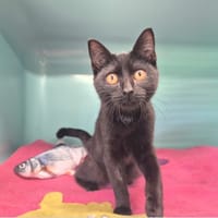 Pepper, chatte à adopter