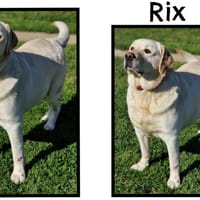 RIX, chien à adopter