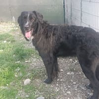 GIMBAP, chien à adopter